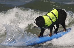 surf-dog-academy-competition