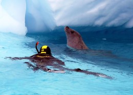 Unique dive Dmitry Schiller in Antarctic waters