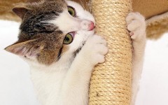 Выбор дряпки для котов