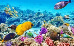 Карибское море, малый барьерный риф и подводный музей. Дайвинг в Мексике