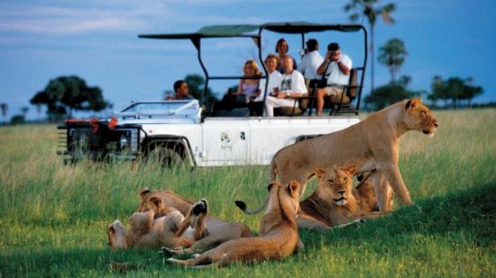 Safari Travel