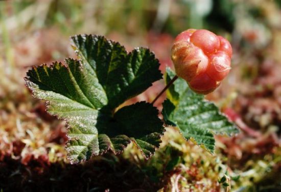 Лесная морошка